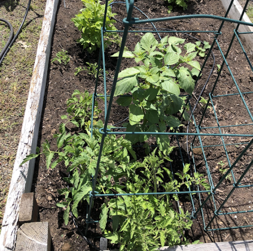 cropped veggies